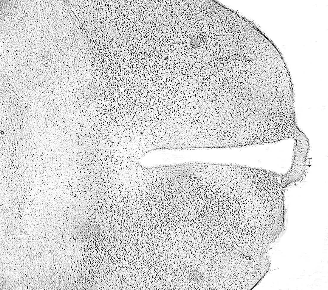 File:Hypothalamus of a mouse tissue stained by ABC-Immunohistochemistry.jpg