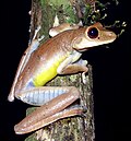 Vignette pour Hypsiboas