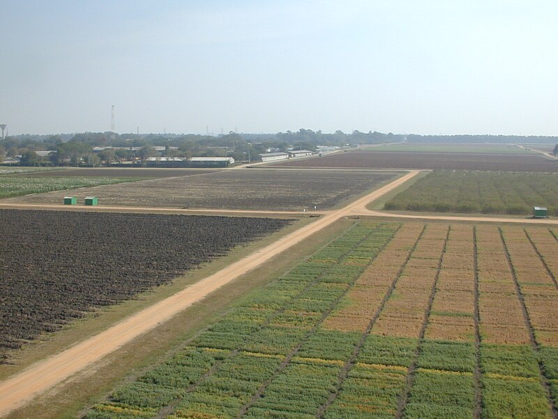 File:ICRISAT Field.jpg