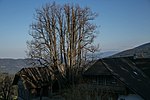 Summer linden (Tilia platyphyllos)