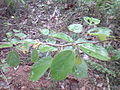 2011-04-25T18:13:42Z : user:Prasanths : File:Idampiri Valampiri.JPG