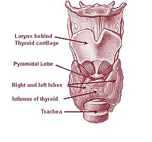 The thyroid gland surrounds the cricoid and tracheal cartilages and consists of two lobes. This image shows a variant thyroid with a pyramidal lobe emerging from the middle of the thyroid. Illu08 thyroid.jpg