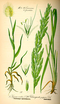 Illustration_Lagurus_ovatus0.jpg