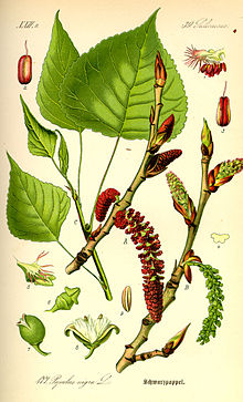 Illustration der Schwarz-Pappel (Populus nigra)