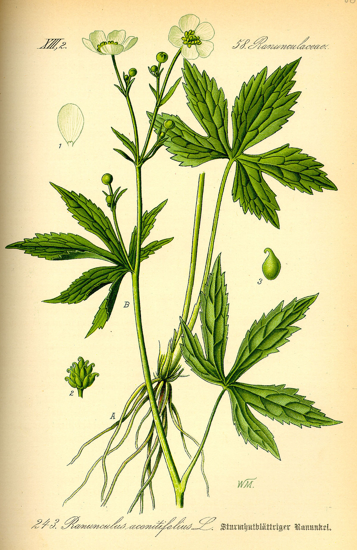 Renoncule à feuilles d'aconit — Wikipédia