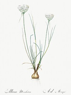 <i>Allium moschatum</i> Species of flowering plant