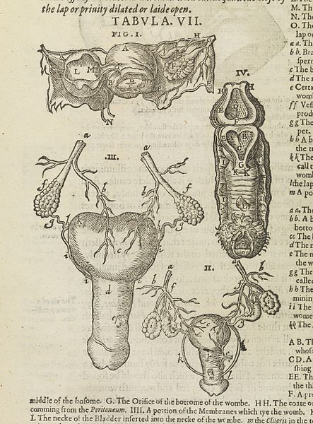 File:Illustration from Mikrokosmographia. Wellcome L0071558.jpg