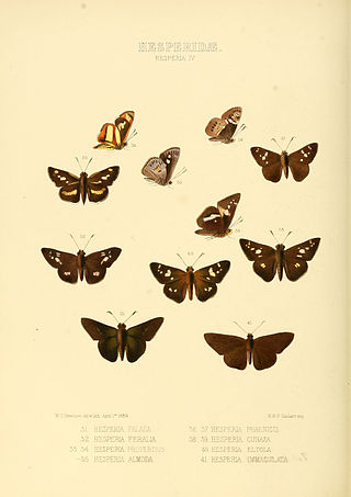 <i>Isma</i> Genus of butterflies