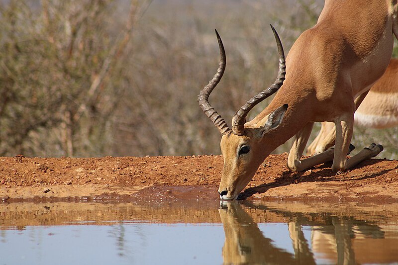 File:Impala-drinking.jpg