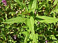 Impatiens glandulifera (Balsaminaceae) leaves.JPG