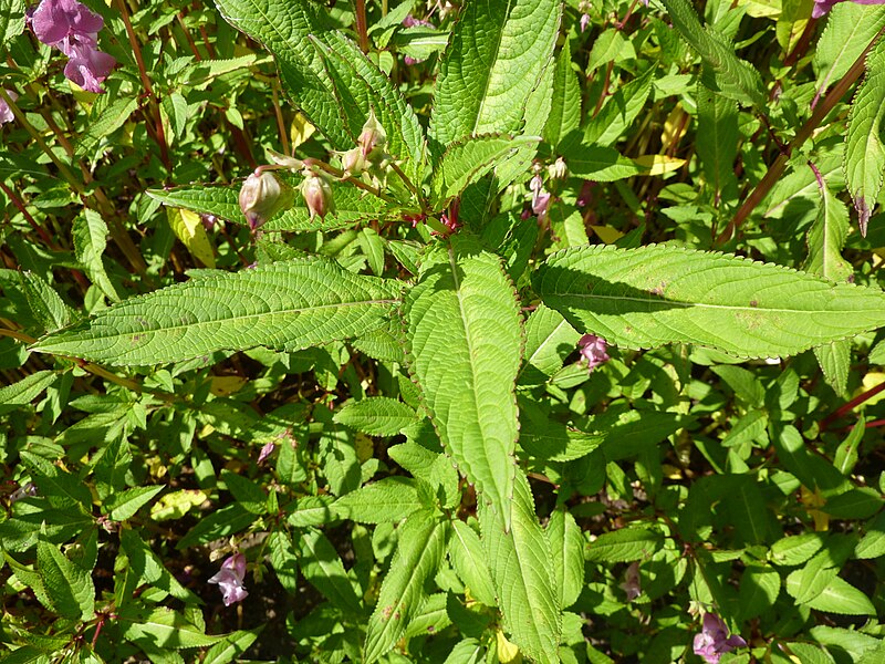 File:Impatiens glandulifera (Balsaminaceae) leaves.JPG