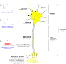 Nervenzelle – Biologie