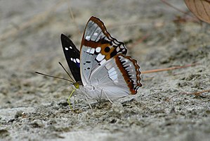 Mimathyma ambica, underside of the wing of a butterfly sucking on a damp spot