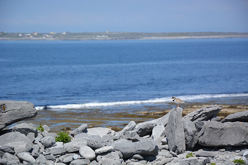 File:Inisheer bird.jpg