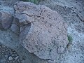Inyo Craters - Deer Mountain - volcanic boulder