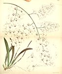Ionopsis utricularioides (Ionopsis paniculata ) - Curtis v. 91 ser. 3 no. 21 tab. 5541 (1865).jpg
