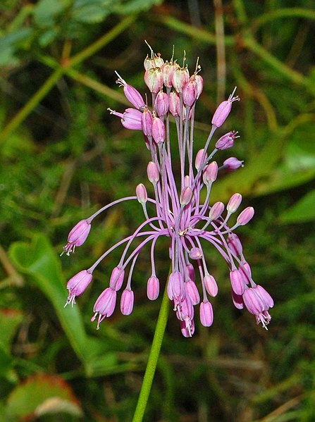 File:Iridaceae - Allium carinatum-1 (8303567847).jpg