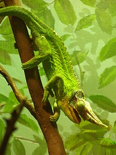 Jackson's Chameleon CAS 3.JPG