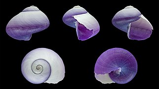 Janthina janthina (Common Purple Sea Snail), Shell