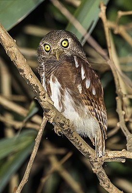 Great pygmy owl