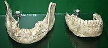 Replicas of the D211 (right, discovered in 1991) and D2735 (left, discovered in 2001) mandibles Jaws from Dmanisi.jpg