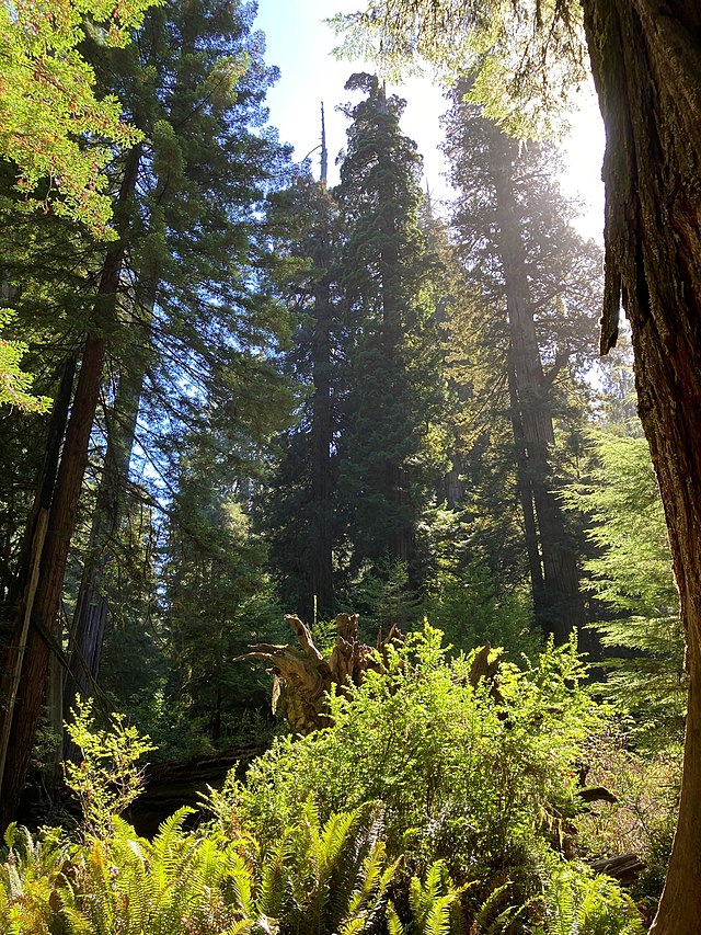 Jedediah Smith Redwoods State Park - Wikipedia