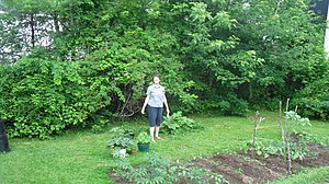 Jenny And Our Vegetable Garden (8429730598).jpg