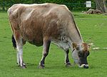 Photo couleur d'une vache fauve pâturant. Elle a une tête plus foncée, un mufle noir cerclé de blanc et un front très concave.