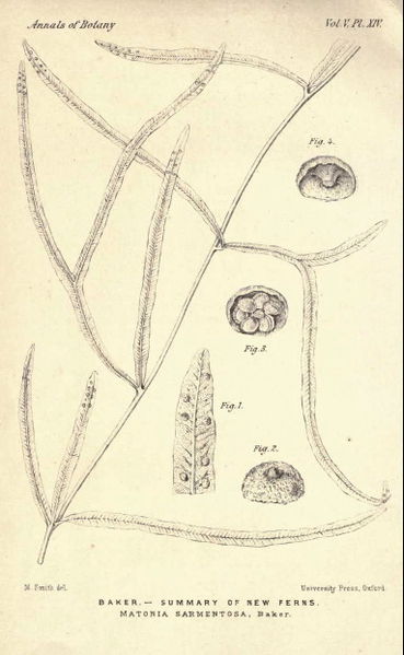 File:John Baker's Matonia sarmentosa.jpg
