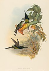 Eugenia imperatrix (Empress Hummingbird)