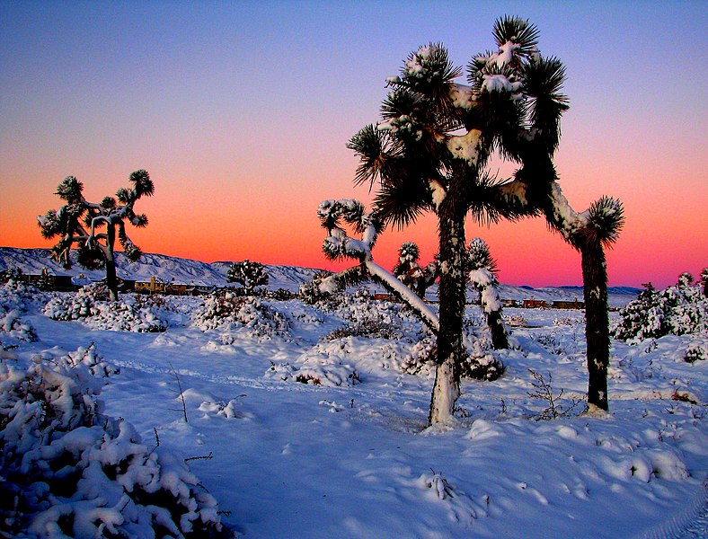 File:Joshua Trees in Snow.jpg