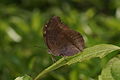 Junonia iphita 05014.JPG