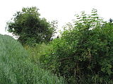 Čeština: Hranice pole v přírodní památce Kašparův vrch. Okrese Rokycany, Česká republika. English: Field border in natural monument Kašparův vrch, Rokycany District, Czech Republic.