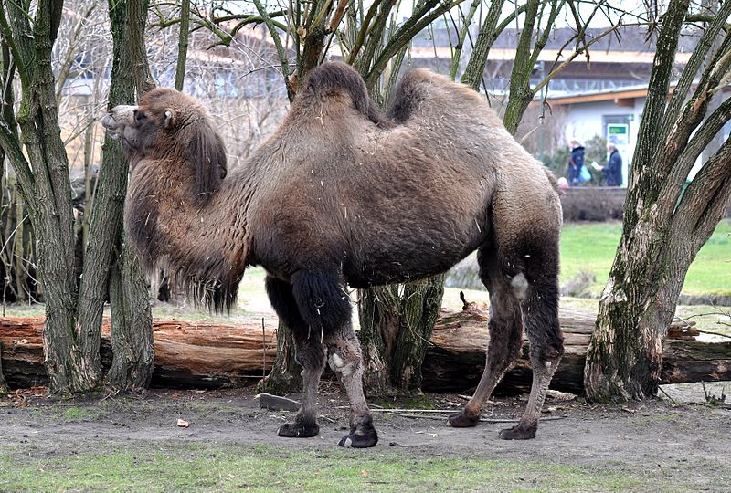 File:Kamel Koelner Zoo 04.JPG