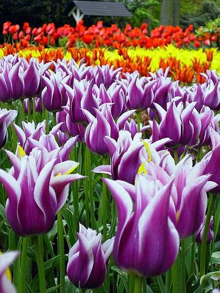 File:Keukenhof Holanda 003.JPG