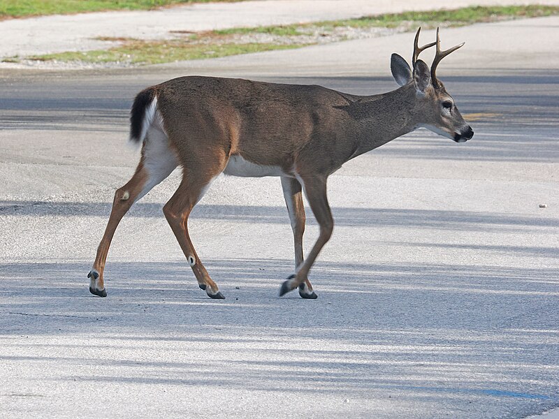 File:Key Deer - Odocoileus virginianus clavium, Key Deer National Refuge, Big Pine Key, Florida, December 8, 2023 (53384872097).jpg