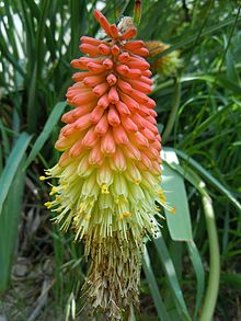 Kniphofia uvaria - détail de la hampe florale