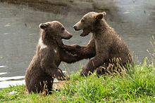 Kodiak bear cubs play-fighting Kodiak brown bears FWS 18385.jpg