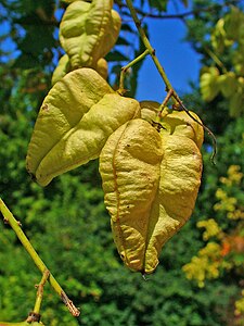 Koelreuteria paniculata Fruits