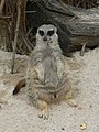 A meerkat relaxing at zootopia at Everland