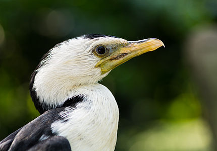 Head shot of Little pied cormorant (Phalacrocorax melanoleucos)