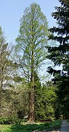 Kraków ul. Kopernika 27 Pomnik przyrody Metasekwoja chińska - Metasequoia glyptostroboides.jpg