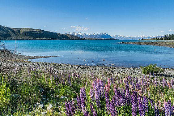 Lake Tekapo in Canterbury Region, South Island of New Zealand