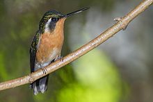 Female Lampornis-castaneoventris-001.jpg