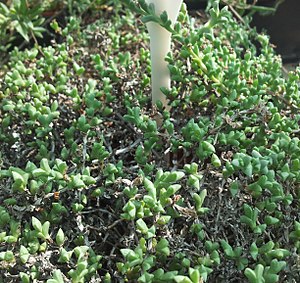 Lampranthus Coralliflorus: Plantspesie