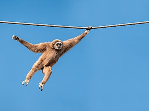 Valkeakätinen gibbon (Hylobates lar)