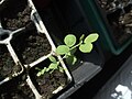 Lathyrus belinensis Young Plant.jpg