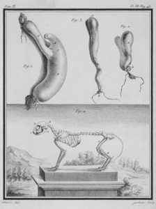 Le Chat, organes et squelette (t. VI).
