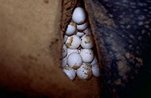 Leatherback Sea Turtle Egg (Dermochelys coriacea) (10629570803) .jpg