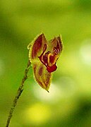 Lepanthes pteropogon